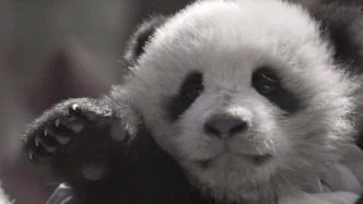 大熊貓“家美”大崽因病搶救無(wú)效死亡