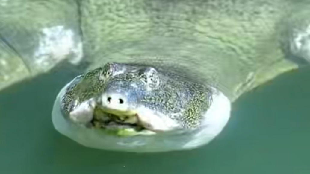 全国仅存1只！苏州动物园的百岁斑鳖罕见现身，游客直呼幸运