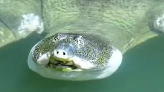 全國僅存1只！蘇州動物園的百歲斑鱉罕見現(xiàn)身，游客直呼幸運