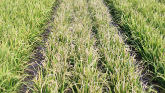 水稻育种新突破：中国科学家揭示免疫驯化机制与广谱抗病育种技术