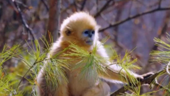 破譯《神農(nóng)架密碼》走進(jìn)華中屋脊的生命詩篇