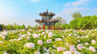 是“富贵之花”也是“产业之花”，菏泽牡丹加速“开花结果”