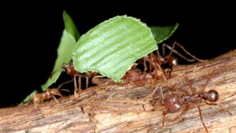 只有蟻后的女兒國(guó)，巢穴是搶來(lái)的，育兒工作是外包的