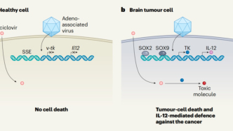 Nature：合成超級增強子賦能基因療法，一次注射，精準清除腫瘤，長期防復發(fā)