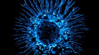 登上Science子刊封面：卞修武院士团队等发现，激活巨噬细胞吞噬功能可增强脑肿瘤靶向治疗效果