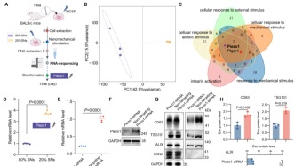 同济大学李永勇/李艳Cell Biomaterials: 纳米颗粒弹性调控巨噬细胞来源外泌体分泌以实现肿瘤免疫调节