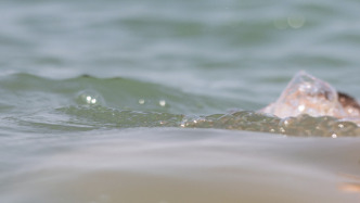 廣西4名學(xué)生下河游泳不幸溺亡