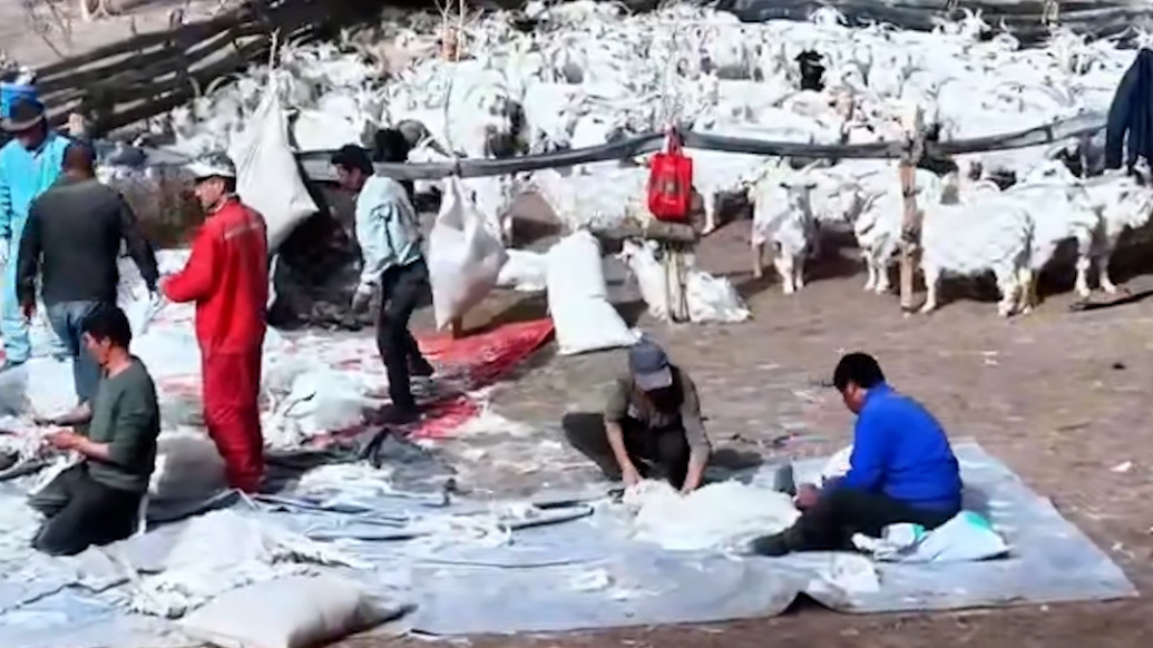 氣溫回暖，新疆輪臺(tái)7.5萬只小山羊迎來“換衣季”