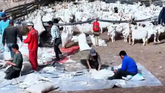 氣溫回暖，新疆輪臺(tái)7.5萬(wàn)只小山羊迎來(lái)“換衣季”