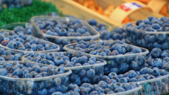 藍(lán)莓價(jià)格跳水上熱搜，藍(lán)莓大降價(jià)到底意味著什么？