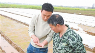 一个水稻新品种，从零至近百万亩