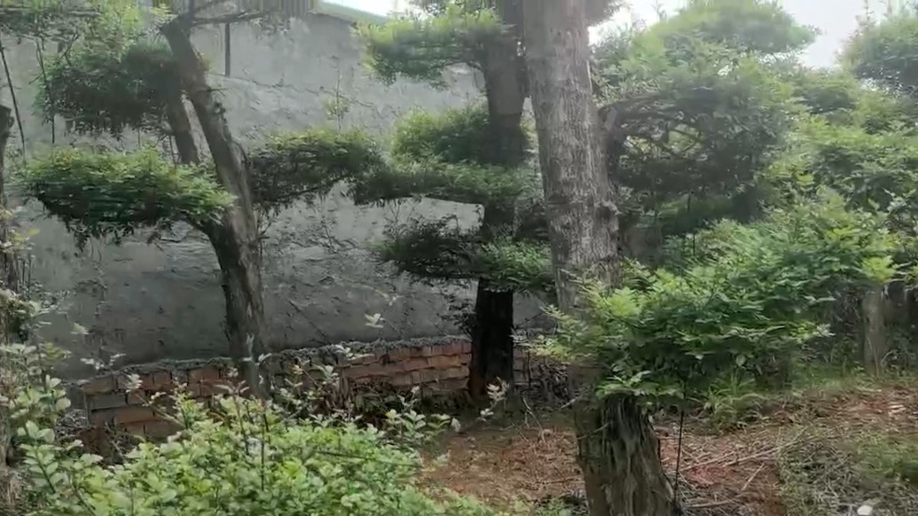 南京一工厂消防通道设在农庄围墙下？规资局：未来是一条规划道路