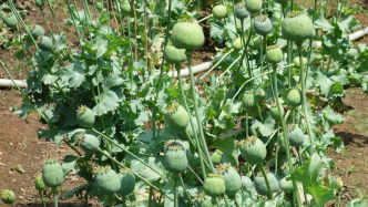 江西修水鼓勵(lì)舉報(bào)非法種植罌粟線索，查實(shí)后獎(jiǎng)勵(lì)一千至兩千元