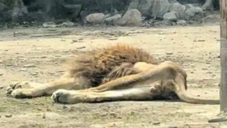 遼寧本溪?jiǎng)又参飯@回應(yīng)非洲獅骨瘦如柴：?jiǎn)逝妓?，正恢?fù)好轉(zhuǎn)