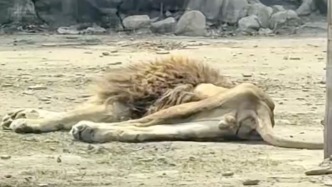 獅子瘦成“紙片”引熱議，遼寧本溪?jiǎng)又参飯@：其喪偶后精神壓抑食量減少，目前進(jìn)入恢復(fù)階段