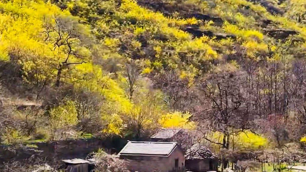 大美中国｜山东淄川千亩连翘迎风绽放，航拍视角“十里黄花入画来”
