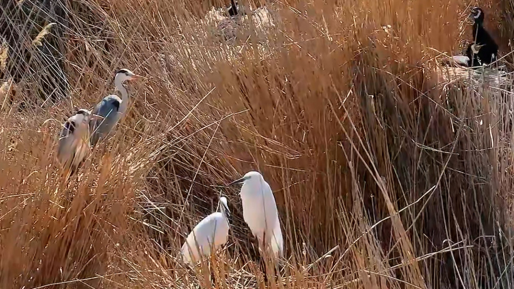 无人机拍到罕见画面：三种野生鸟类成“邻里”孵化幼鸟