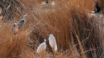 無人機(jī)拍到罕見畫面：三種野生鳥類成“鄰里”孵化幼鳥