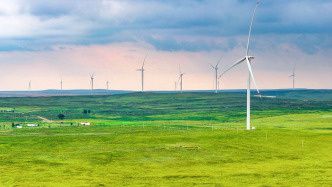 10萬頭黑豬讓沙漠變綠洲？當(dāng)?shù)亓植菥直僦{：庫布其沙漠全域禁牧