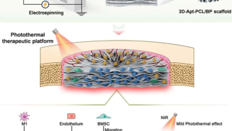北京化工大學(xué)研究論文登上Cell頭條：實(shí)現(xiàn)骨再生的時(shí)空調(diào)控