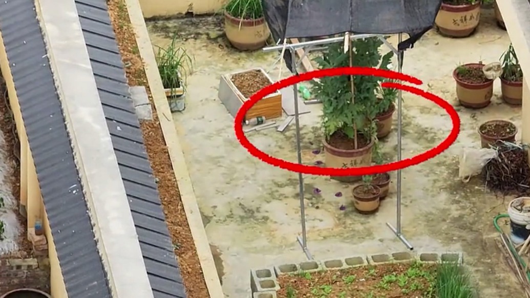 居民在樓頂種罌粟，無(wú)人機(jī)識(shí)破民警到場(chǎng)鏟除