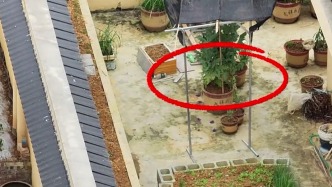 居民在樓頂種罌粟，無人機(jī)識(shí)破民警到場(chǎng)鏟除