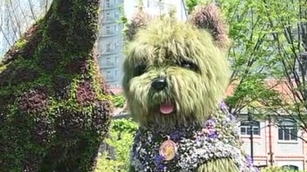 “潦草小狗”刷屏，四月的上海化身“花海”等你来打卡