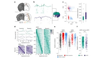 為什么不好經(jīng)歷記得更牢？睡眠中大腦在“偷偷加固”負(fù)面記憶