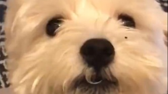 视频丨男子毒杀9条宠物犬被判4年，民事部分二审维持原判