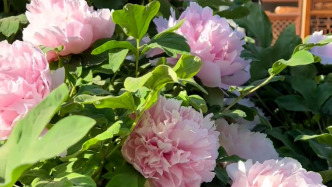 游客“哇”聲一片！洛陽(yáng)兩株牡丹開(kāi)花1226朵