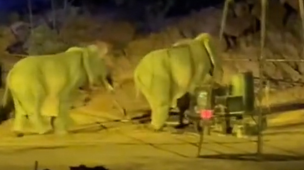 万岁山景区回应“大象露出人脚踝”：没养过大象，是人扮演的