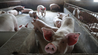 贵州黎平通报“猪场排放粪污影响环境”：省州相关专家已到现场指导开展工作