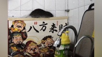 南寧一地鐵商業(yè)街被指老鼠成患，管理單位稱已增加消殺頻次