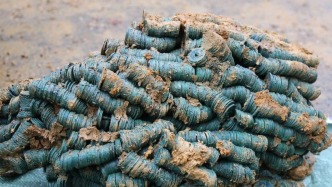 湖南邵陽道路施工挖出三噸古錢幣，年代最早是唐代開元通寶