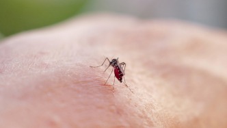 上海印發(fā)媒介白紋伊蚊預(yù)防控制指南，這種蚊子為何被重視？