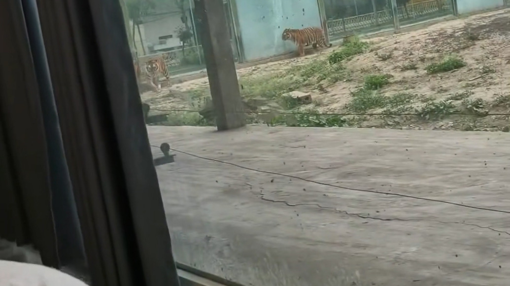 河南焦作一景区推出“虎景房”，景区称安全有保障，网上仍存争议