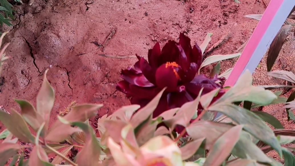 洛阳“黑牡丹”上线！游客排长队打卡，工作人员指路嗓子喊哑