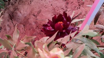 洛陽“黑牡丹”上線！游客排長隊(duì)打卡，工作人員指路嗓子喊啞