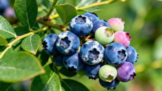 庫迪、奈雪的茶、蜜雪都在推，這款水果怎么火了？