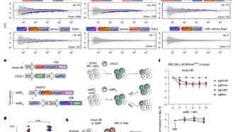 Nature Biotechnology：史俊炜团队开发新型碱基编辑器，用于体内癌症功能基因组学筛选