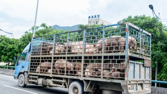 农业农村部：采取有力有效举措推动猪价合理回升