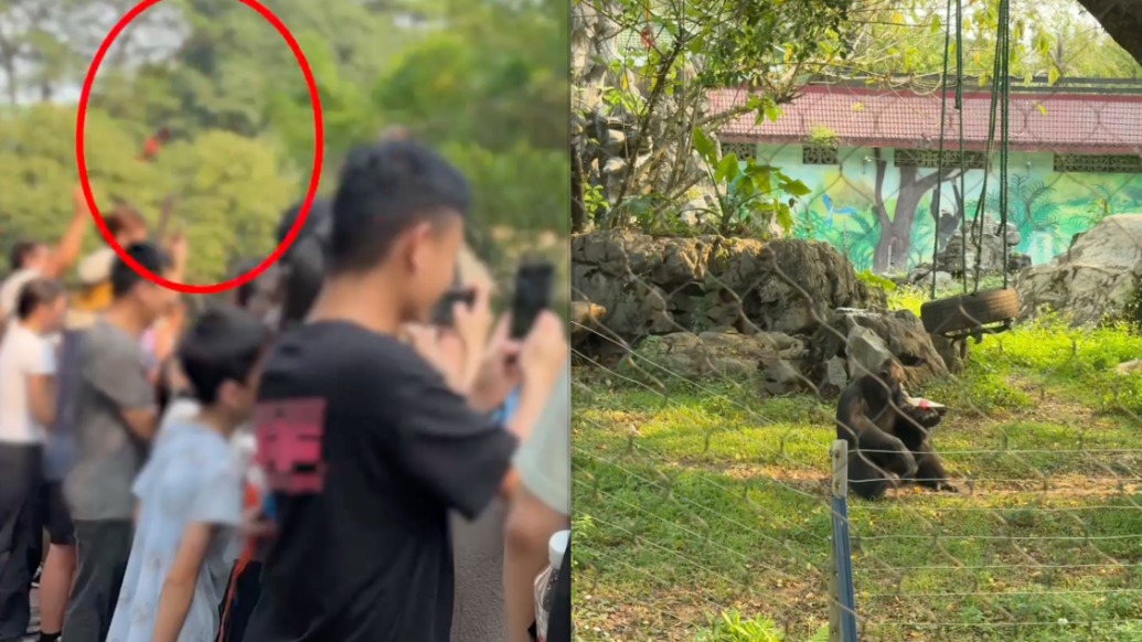 澎湃回声丨针对游客观赏“丢那猩”时的不文明现象，文旅局回应：督促加强管理