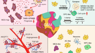 Nature Neuroscience：中科大瞿昆/唐愛輝/程傳東/李守振等揭示膠質(zhì)母細胞瘤惡性細胞群落空間結(jié)構(gòu)及促癌新機制