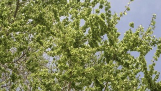 春天必吃！树梢上的“补血菜”，比菠菜养人，蒸一蒸全家抢着吃