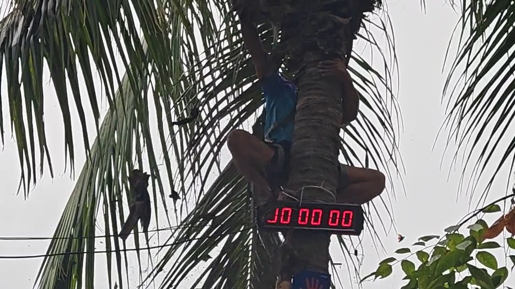 當(dāng)大家都在用升降機(jī)清理椰樹枝干時(shí)，“老藝術(shù)家”仍在堅(jiān)持手搓