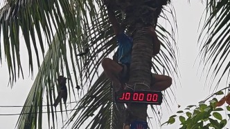 當(dāng)大家都在用升降機(jī)清理椰樹(shù)枝干時(shí)，“老藝術(shù)家”仍在堅(jiān)持手搓