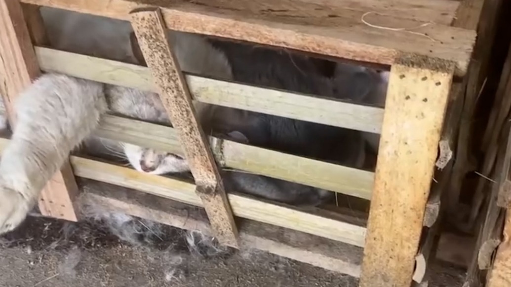 江蘇如皋下原鎮(zhèn)通報“發(fā)現(xiàn)一處貓只集中點”：發(fā)現(xiàn)67只貓，當事人正接受調(diào)查