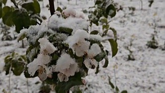 陜西咸陽部分地區(qū)四月飛雪，當地氣象局聯(lián)合農業(yè)農村局發(fā)布農業(yè)氣象風險提示