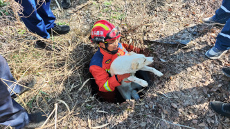 小狗掉入廢井，環(huán)衛(wèi)工人報警求助消防員下井抱出