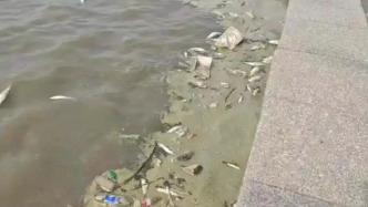 山東青島膠州灣出現(xiàn)死魚，官方：已查獲3名涉嫌非法養(yǎng)殖人員